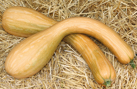 Courge longue de Nice - 2kg