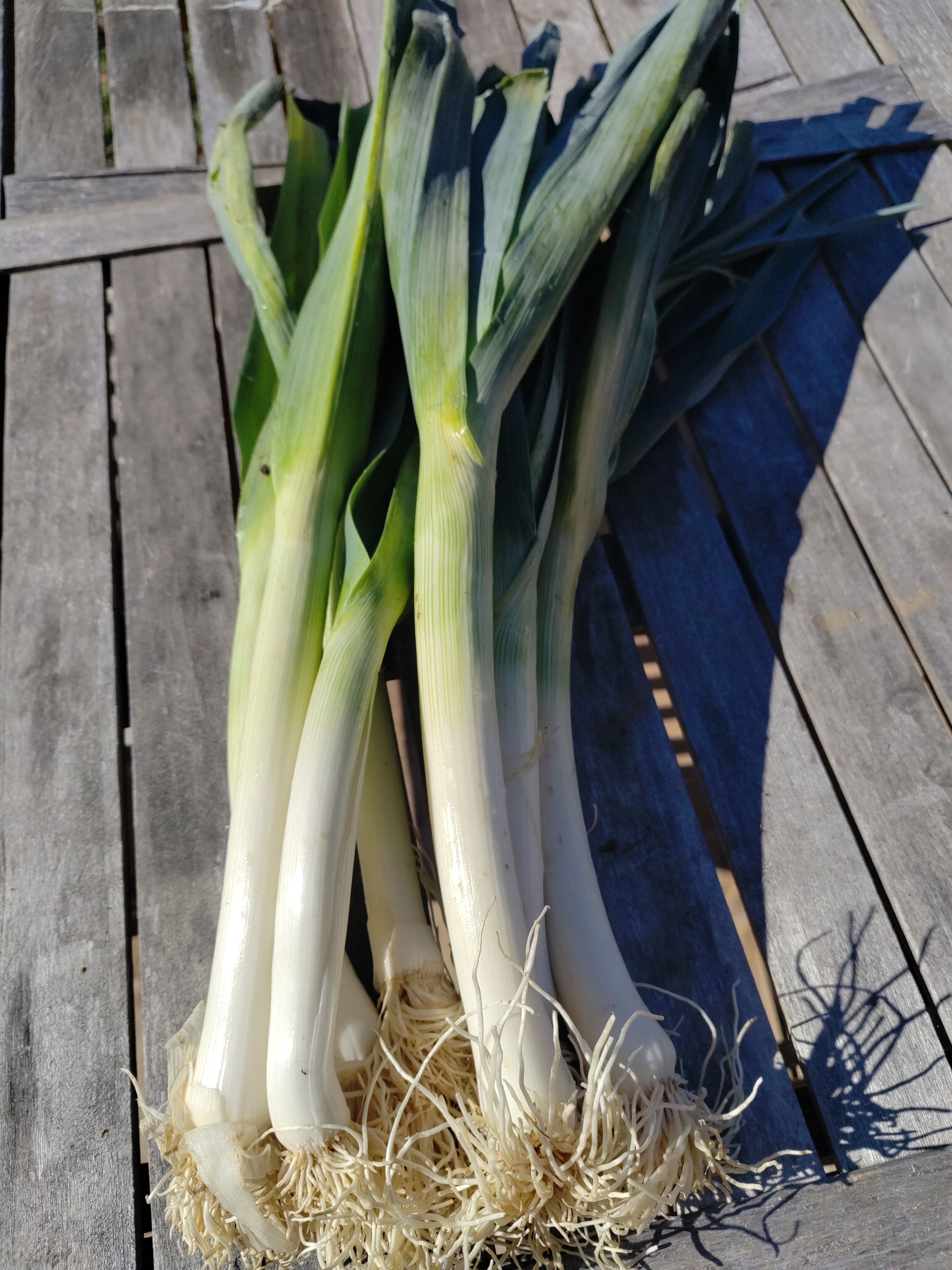 Poireaux bleu de solaisse