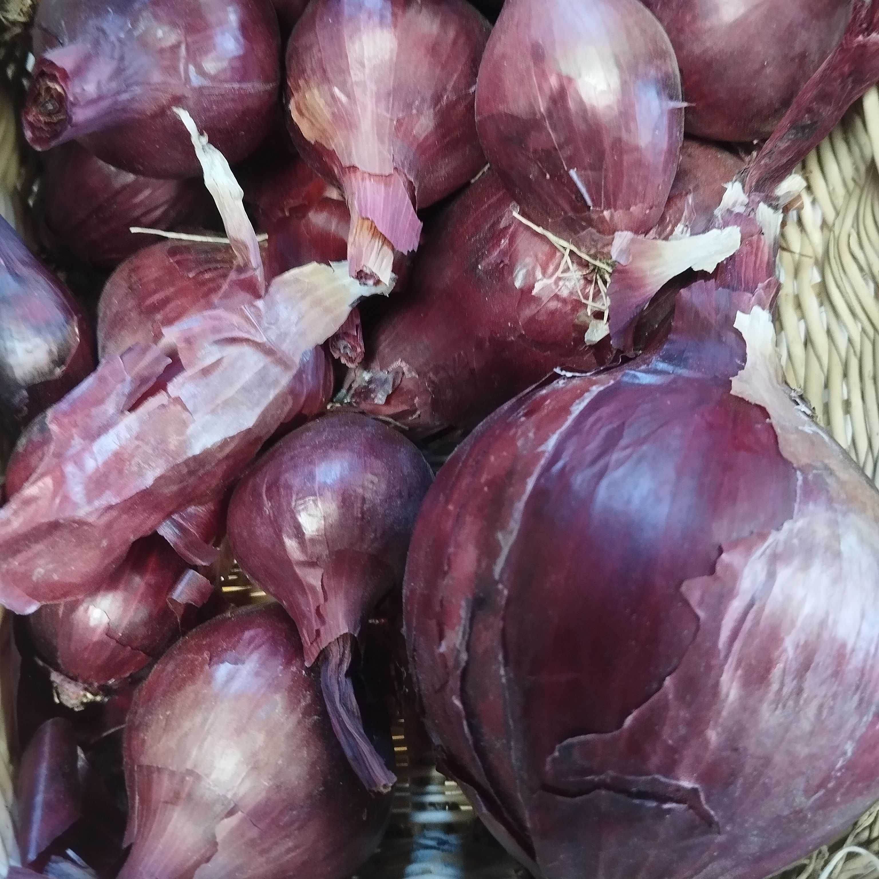 Oignons rouges vrac