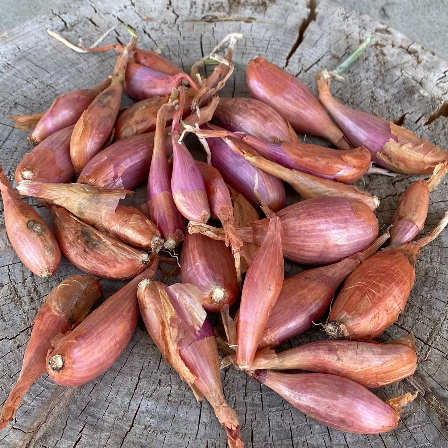 Sac de 500g Echalote Longor - 500g