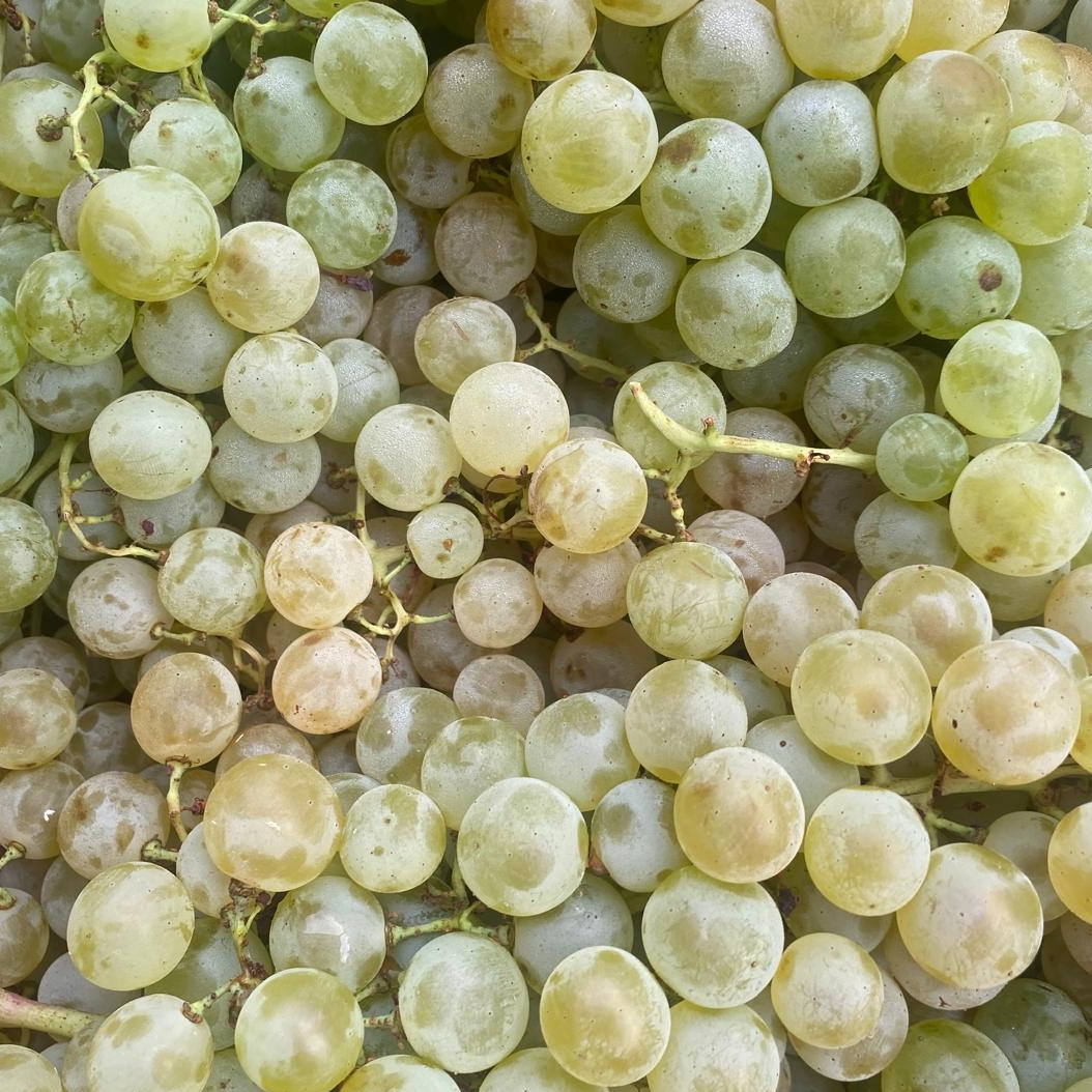 Raisin blanc Chasselas - 400g