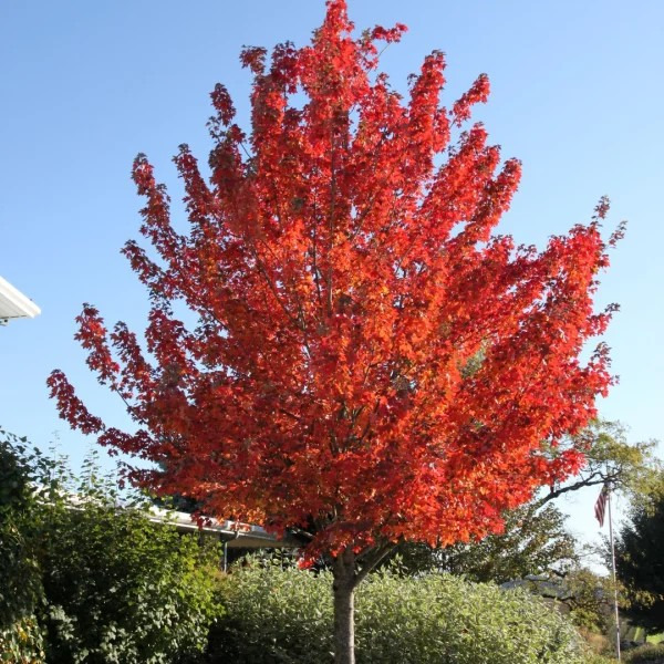 Copalme d'Amérique - Liquidambar styraciflua "Wordplesdon"