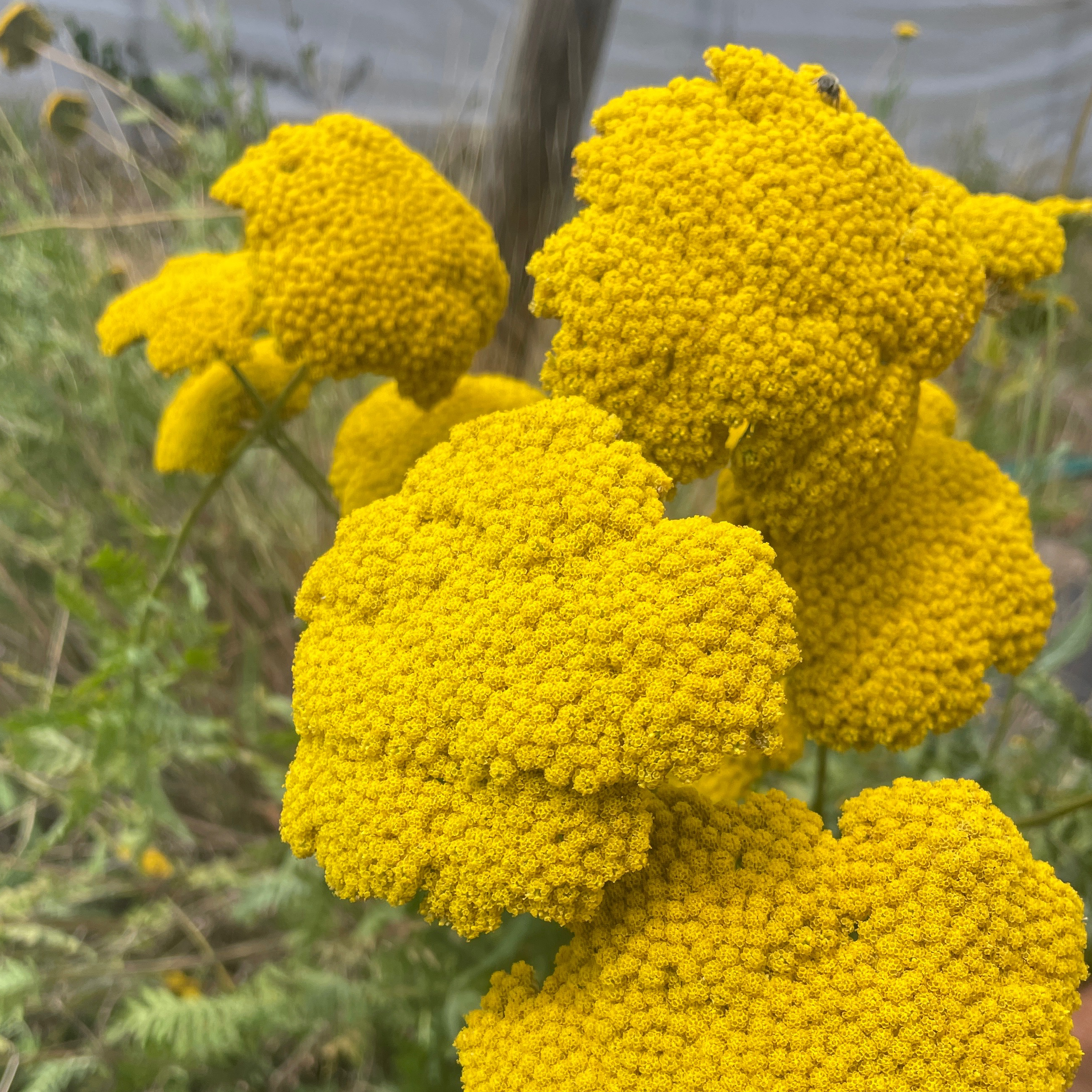 Achillea filipendulina 'Coronation Gold'