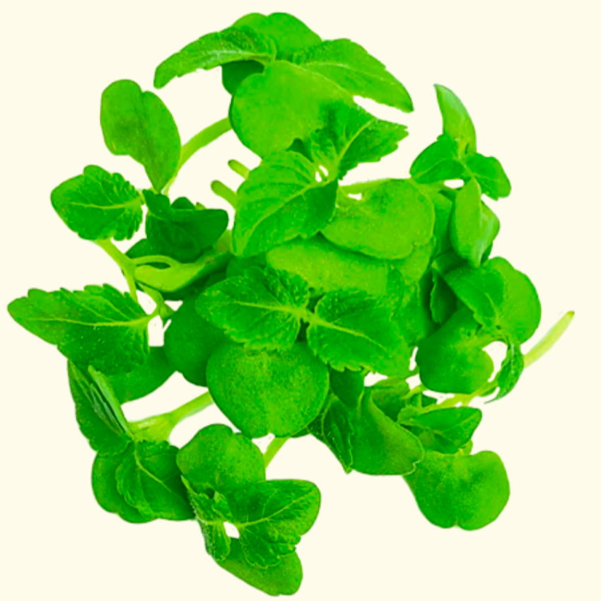 Shiso vert baby - 10g