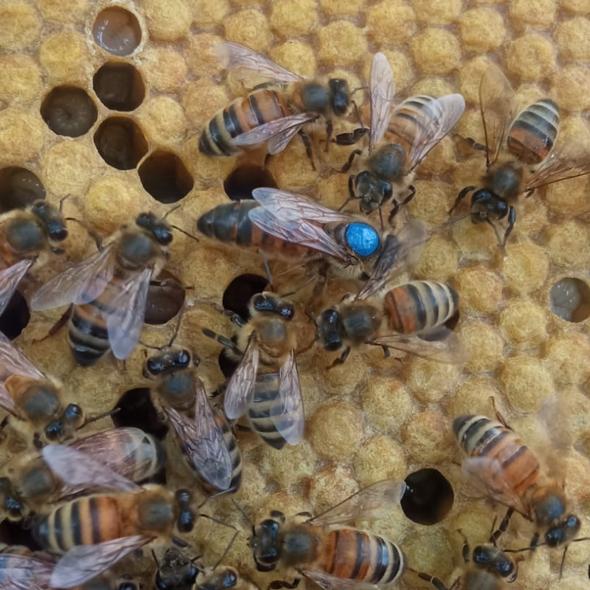 Reine Buckfast F1 sélectionnée Semaine 32