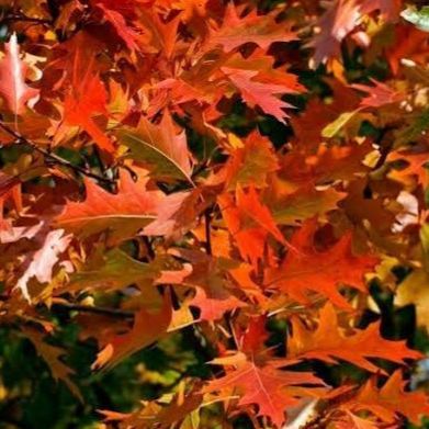 Chêne rouge d'Amérique - Quercus rubra