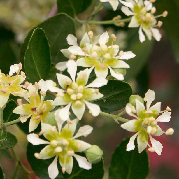 Quillaja saponaria - pot 1,5-2,5L