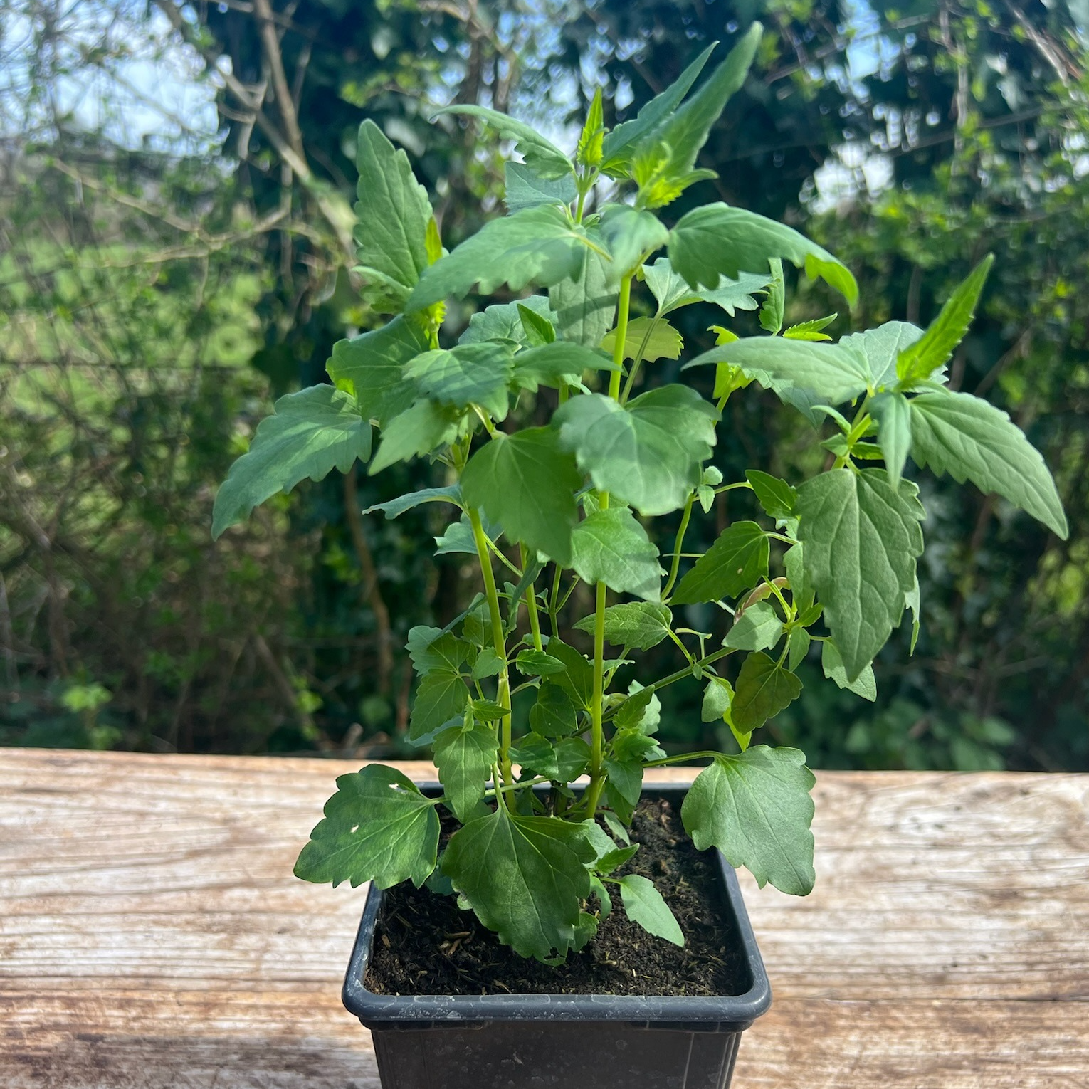 Plant Agastache Mexicaine - 650g