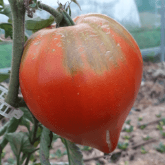 PLANT DE TOMATE Cœur de Bœuf