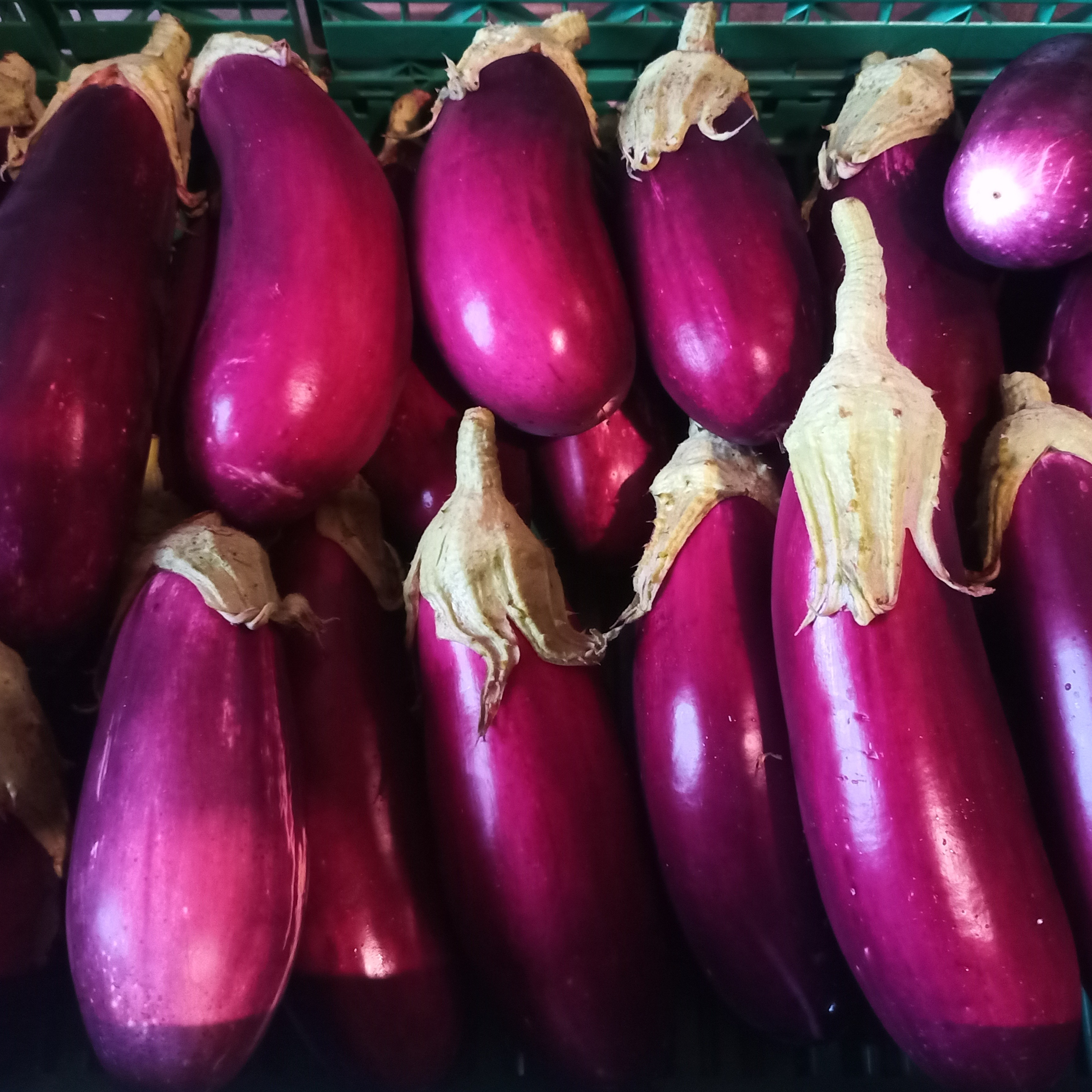 Aubergines Violette de Toulouse