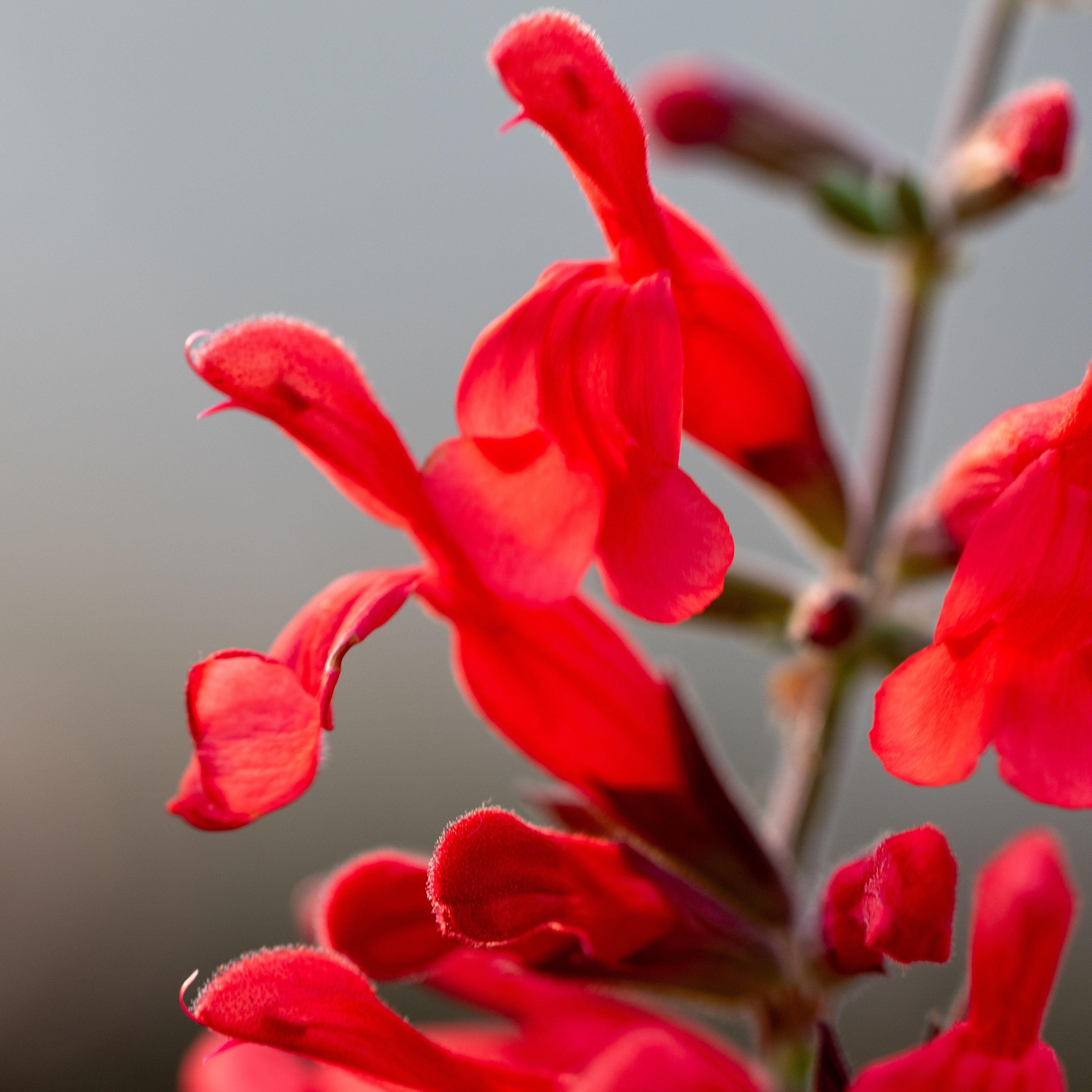 Salvia darcyi