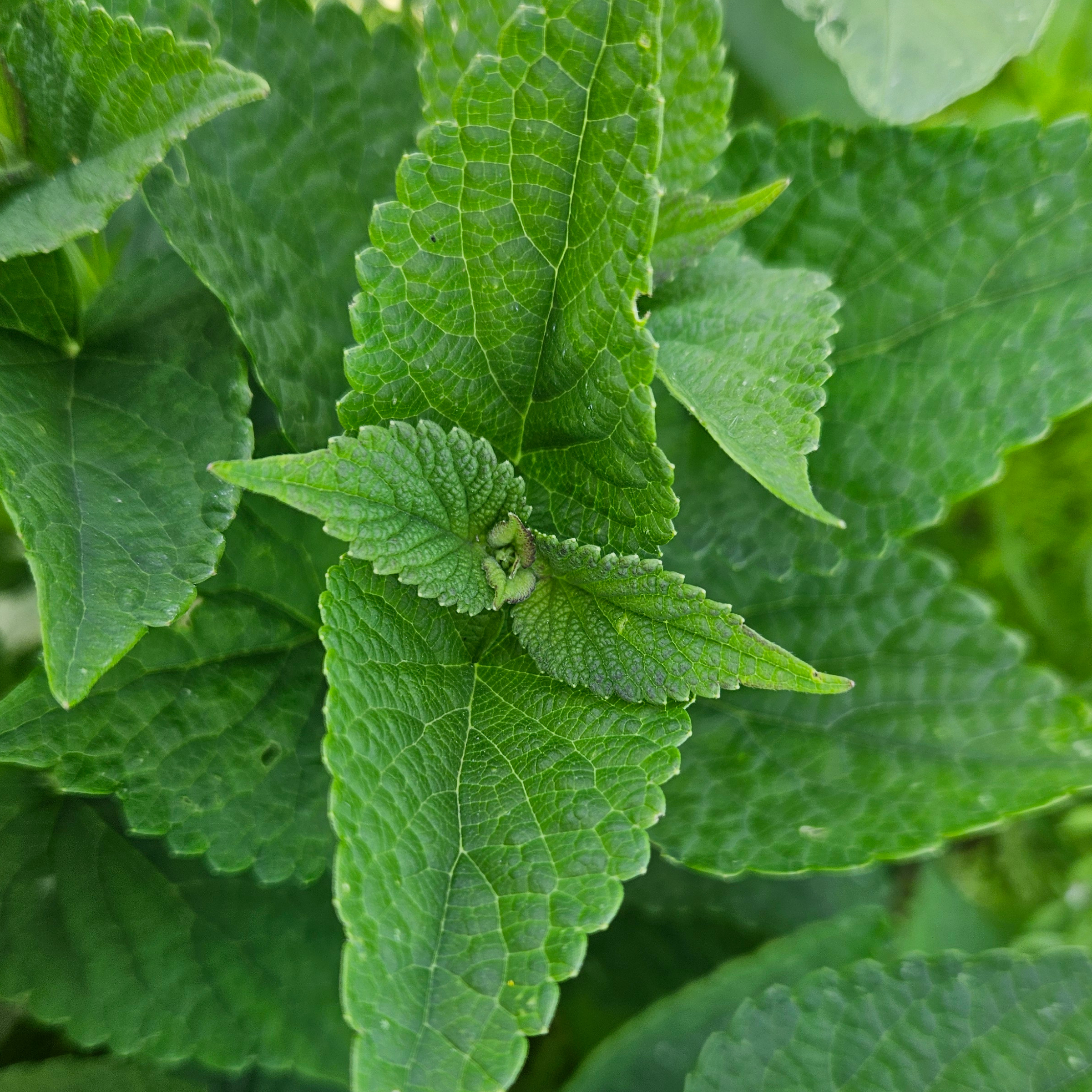 Agastache vrac