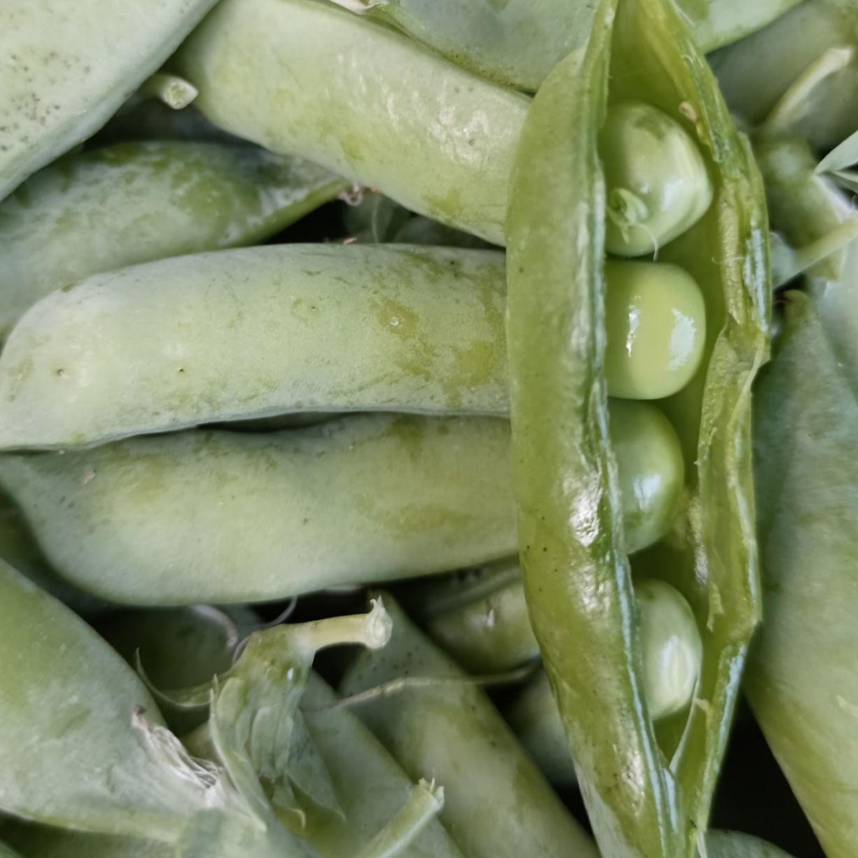 Petit Pois