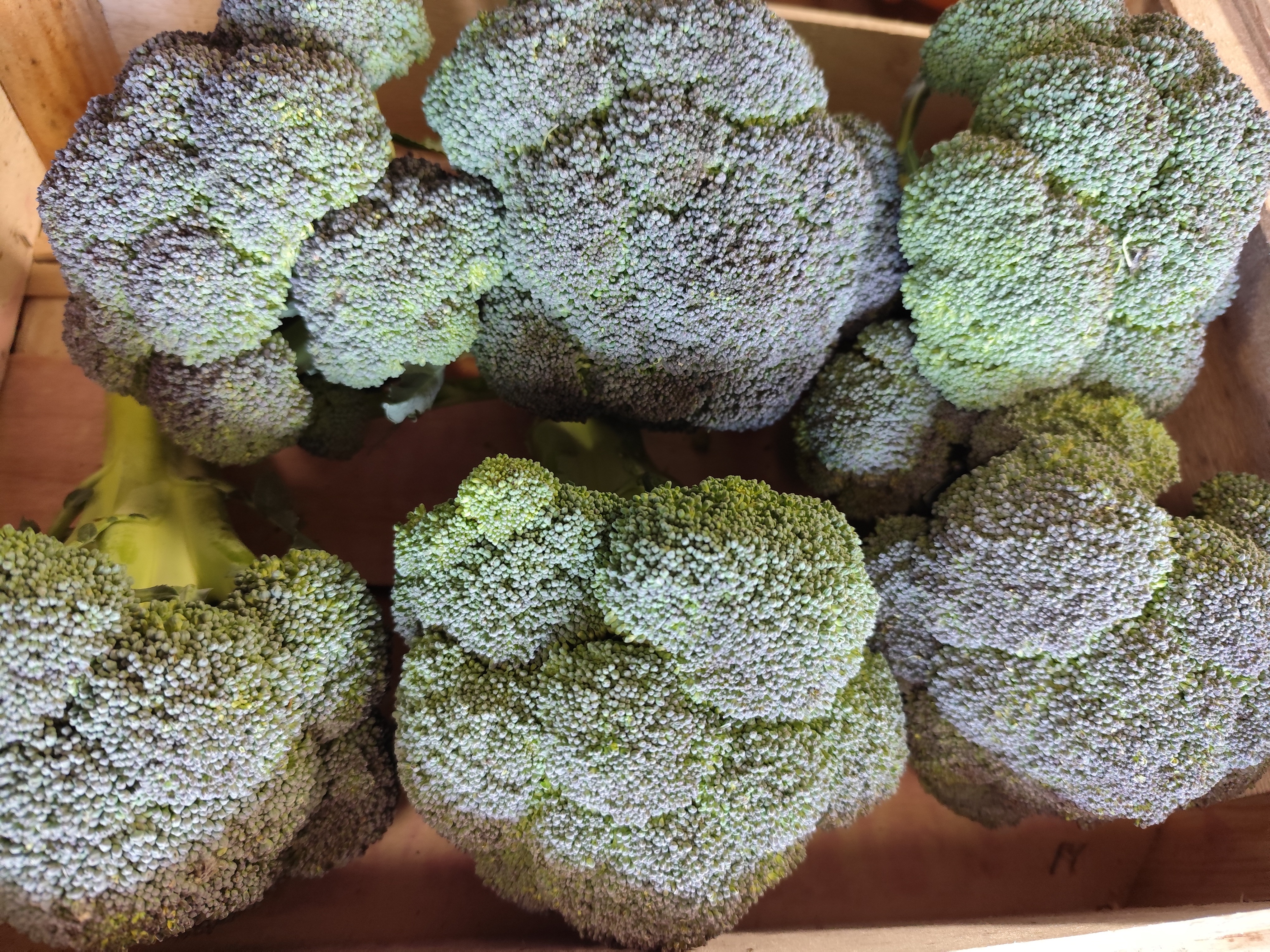 Brocolis 0,5 KG - 500g