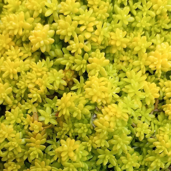 Sedum acre Aureum en pot 12 cm