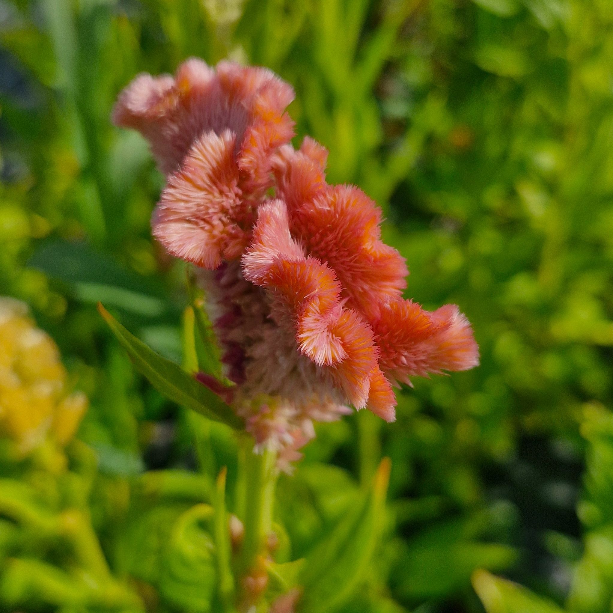 Celosie cristata mix (botte de 10 tiges)