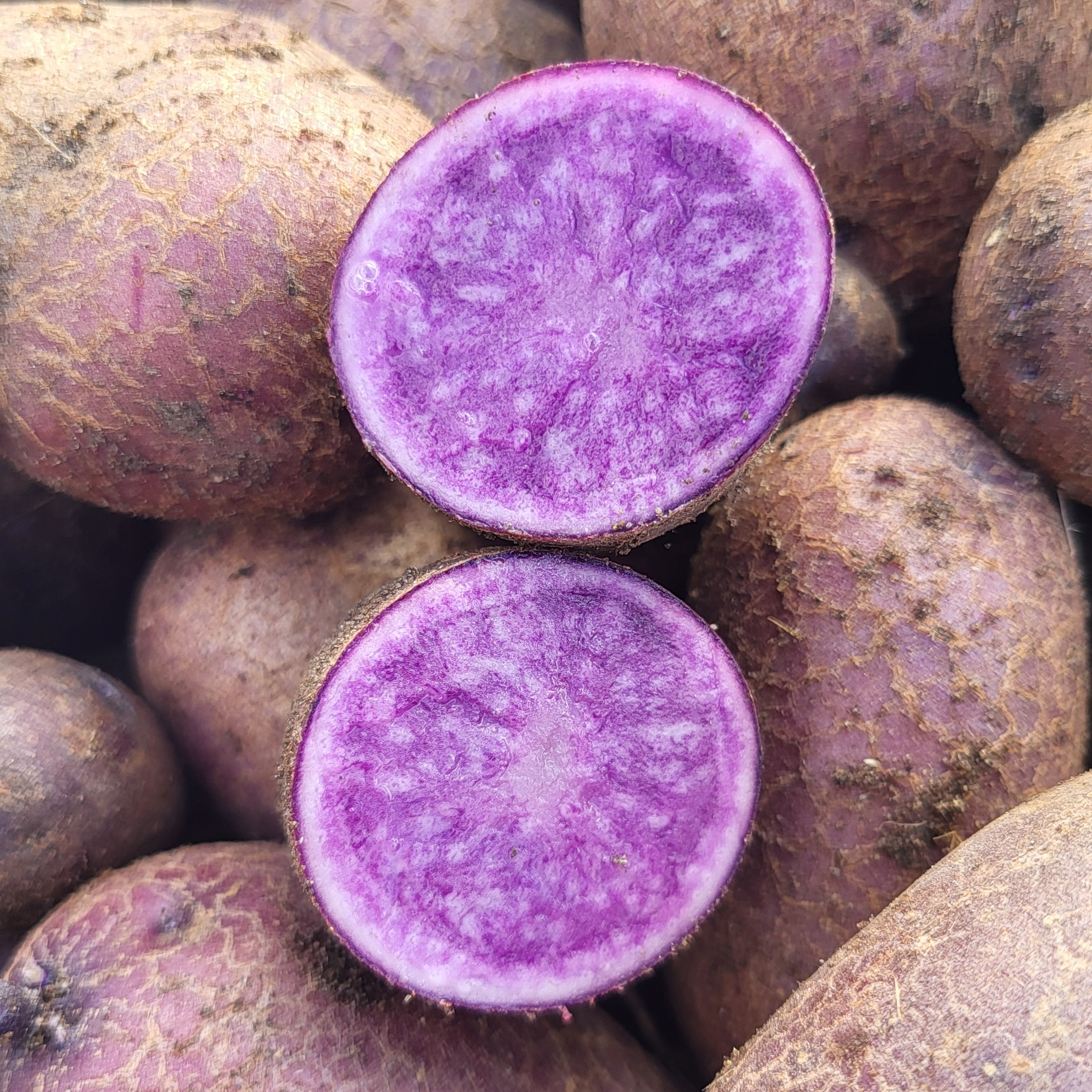 Pomme de terre violette - 1kg