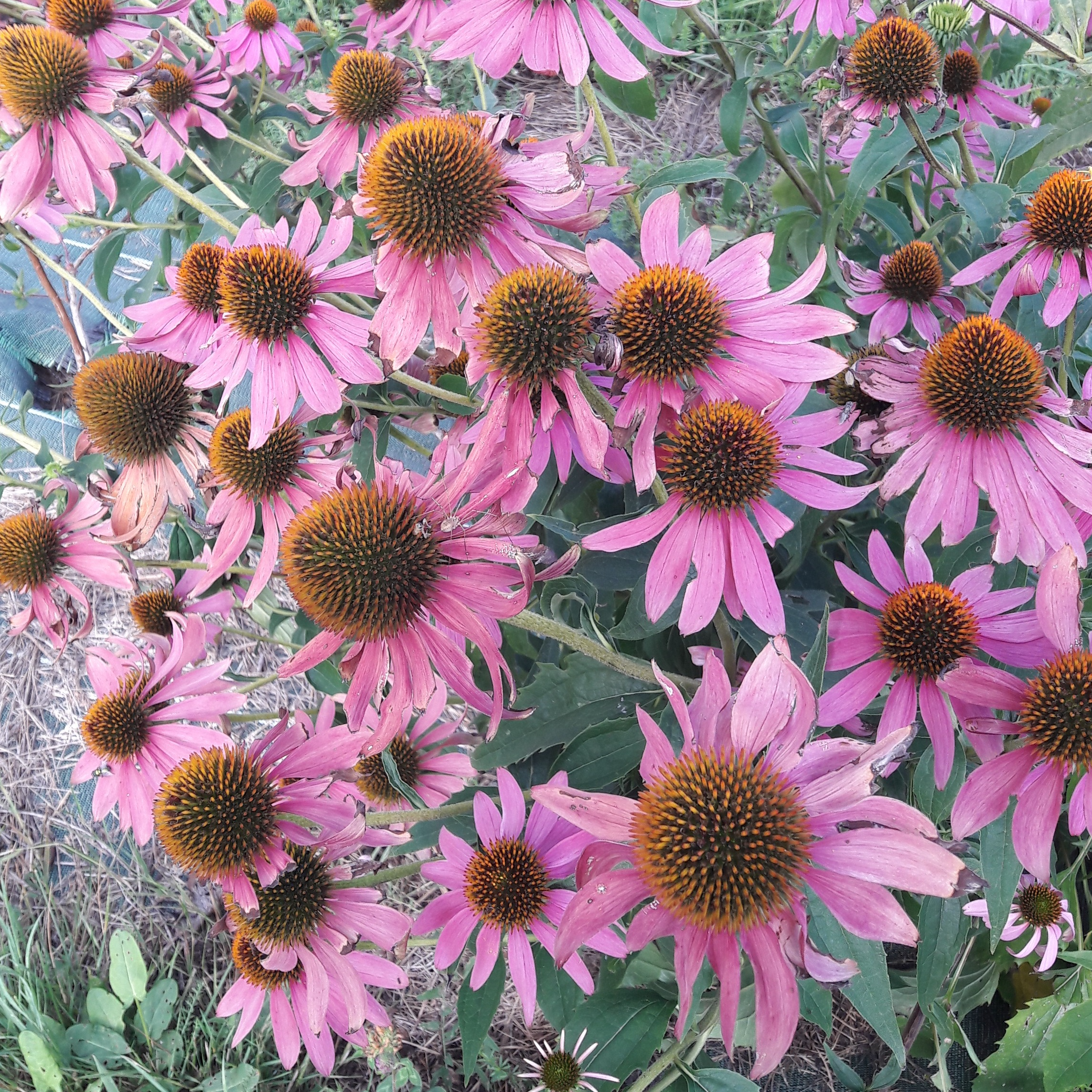 Echinacée pourpre en godet 8 cm