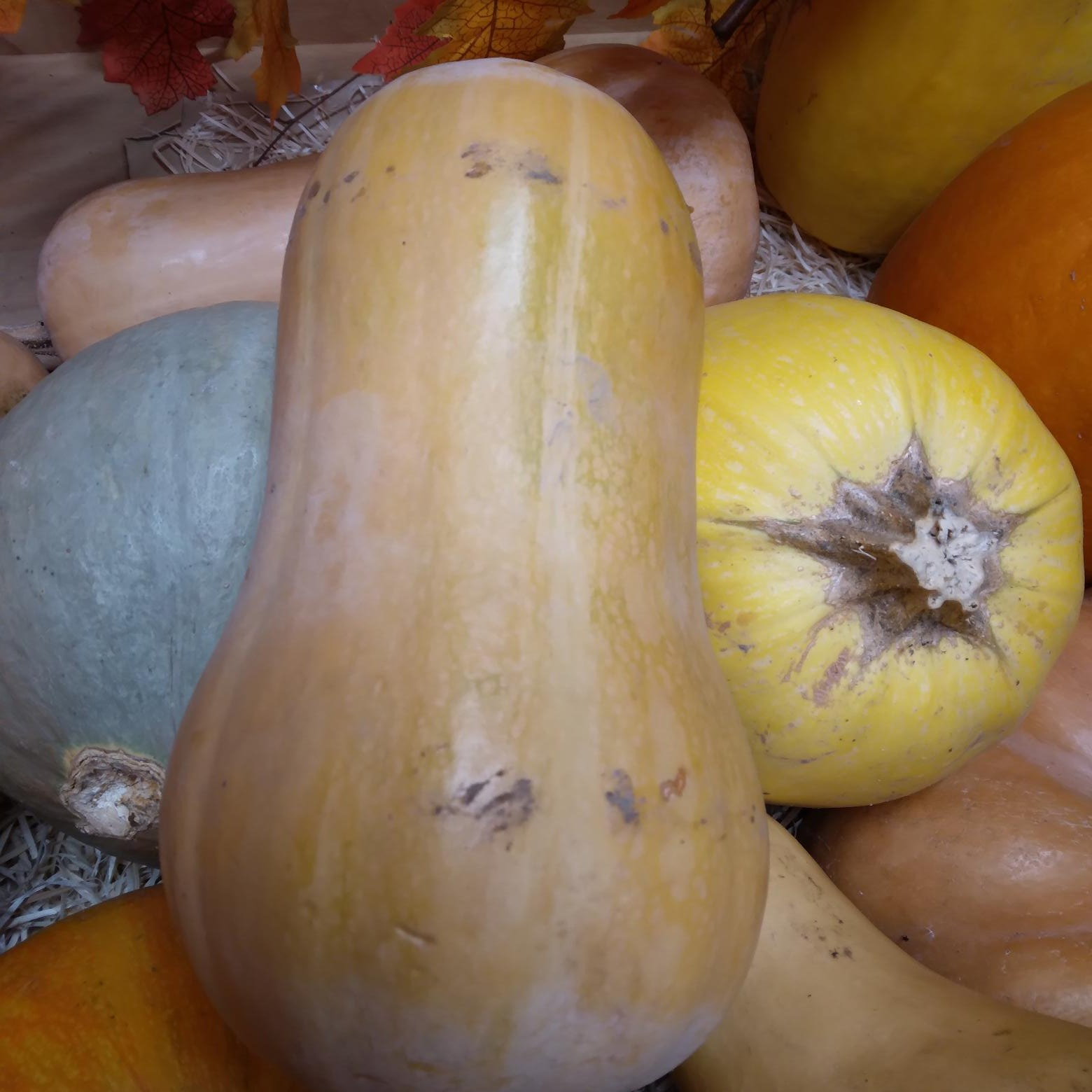 Courge Butternut - 0,95kg