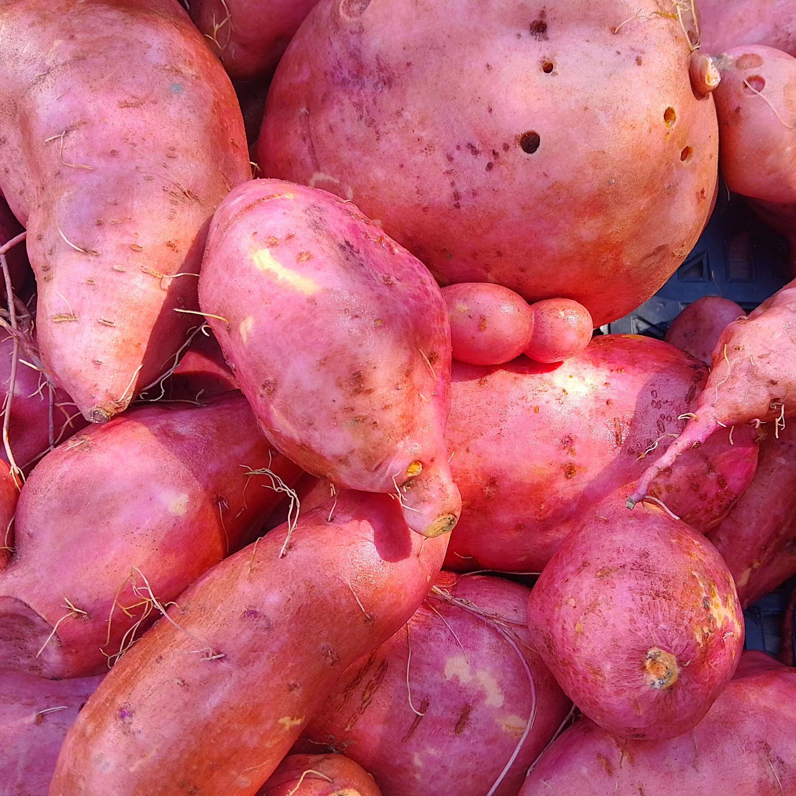 Patate douce