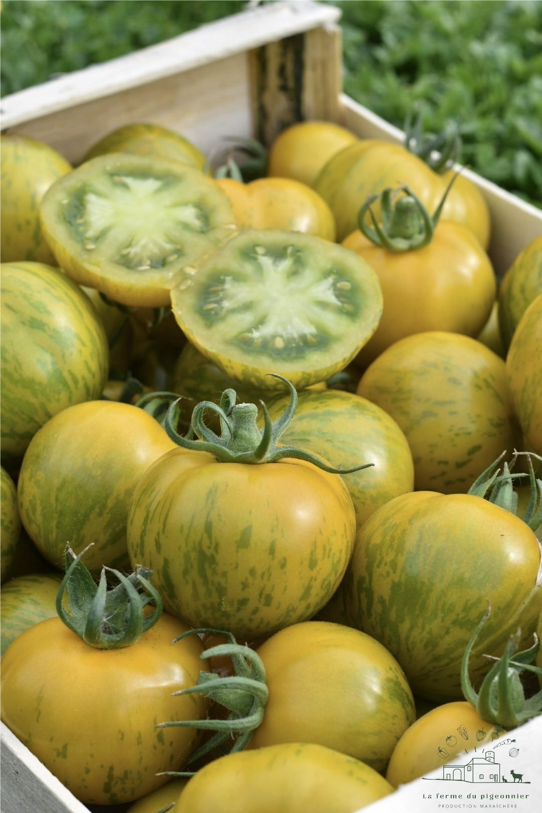 Tomate ancienne type green zebra