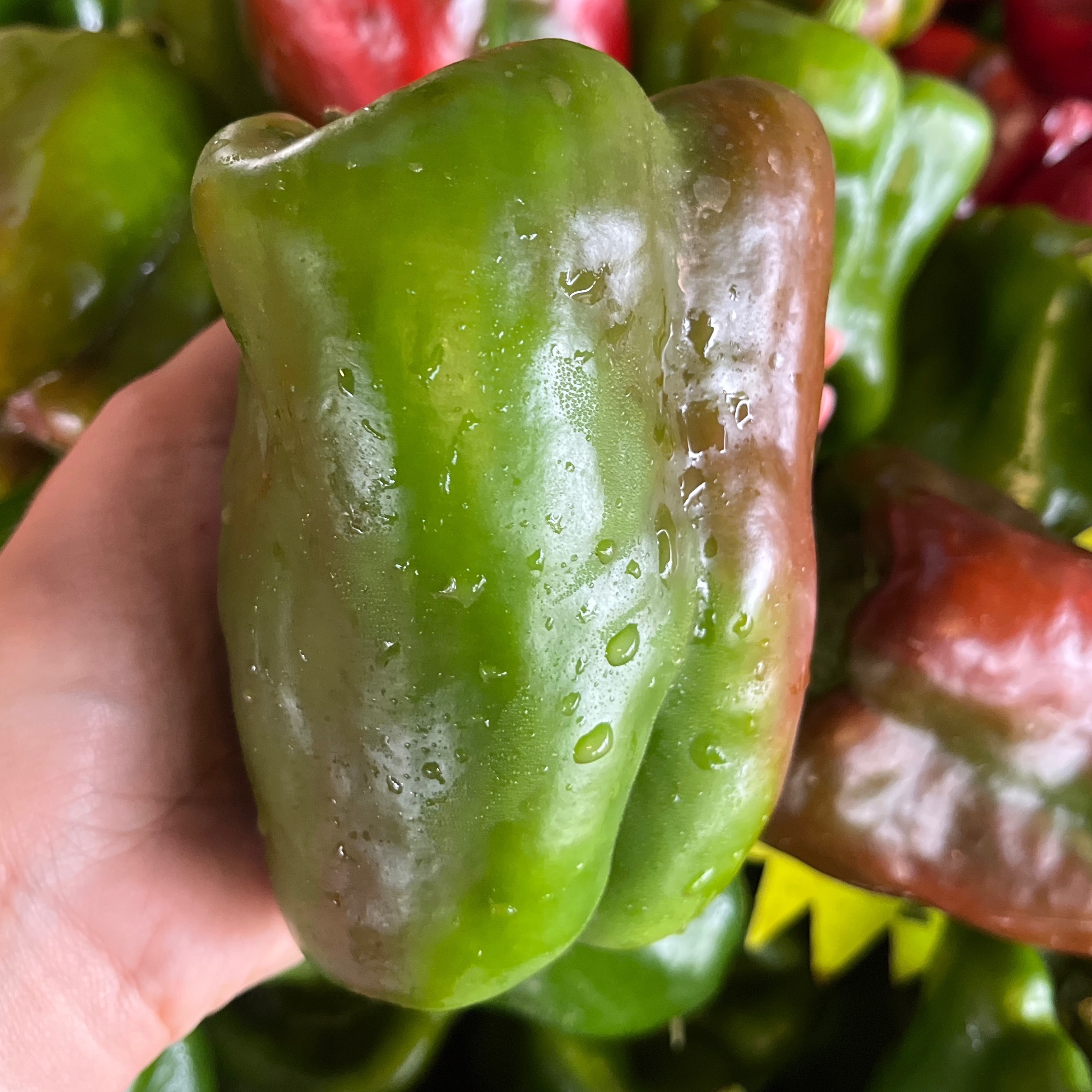 POIVRON VERT - PRODUCTION