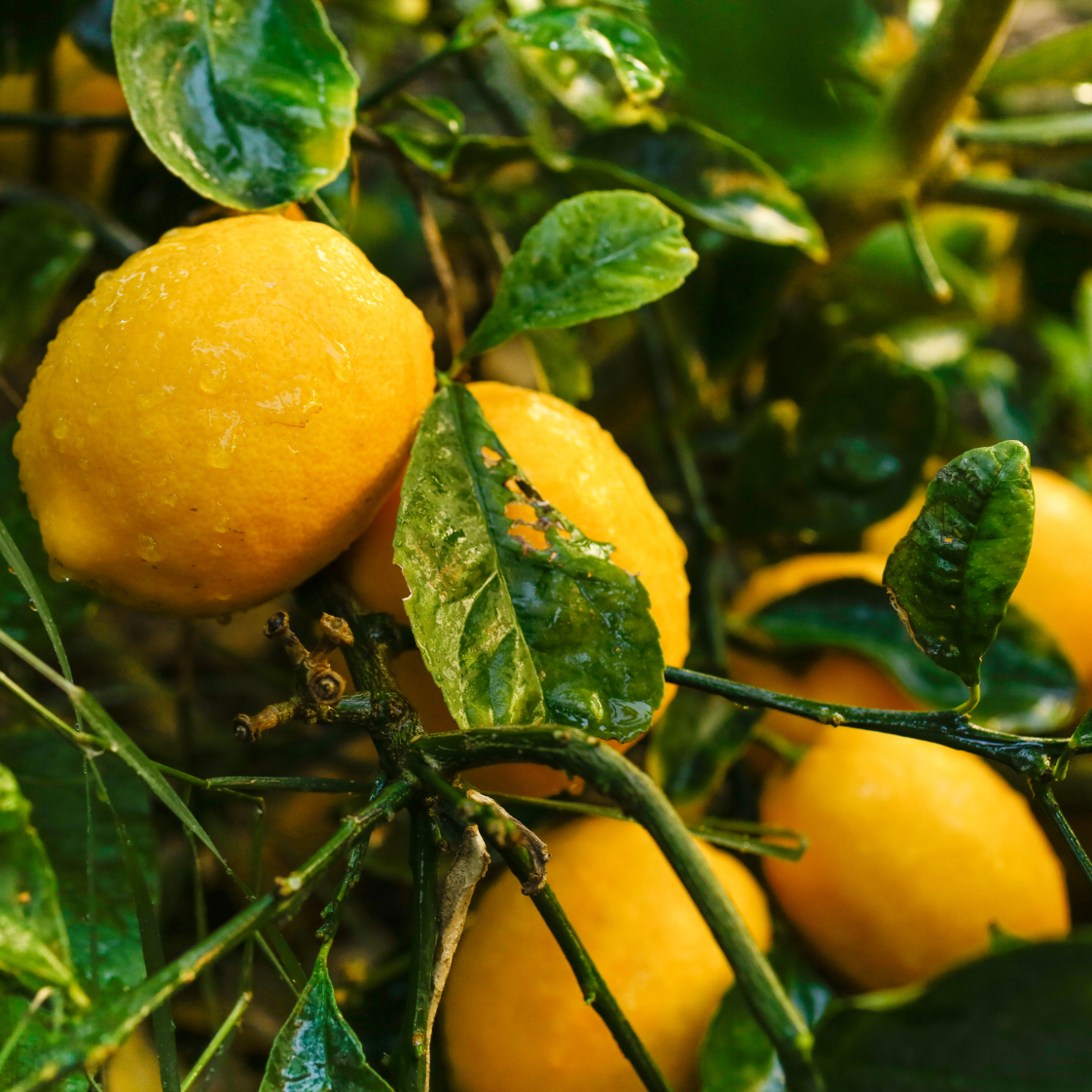 Citron Meyer - 3l