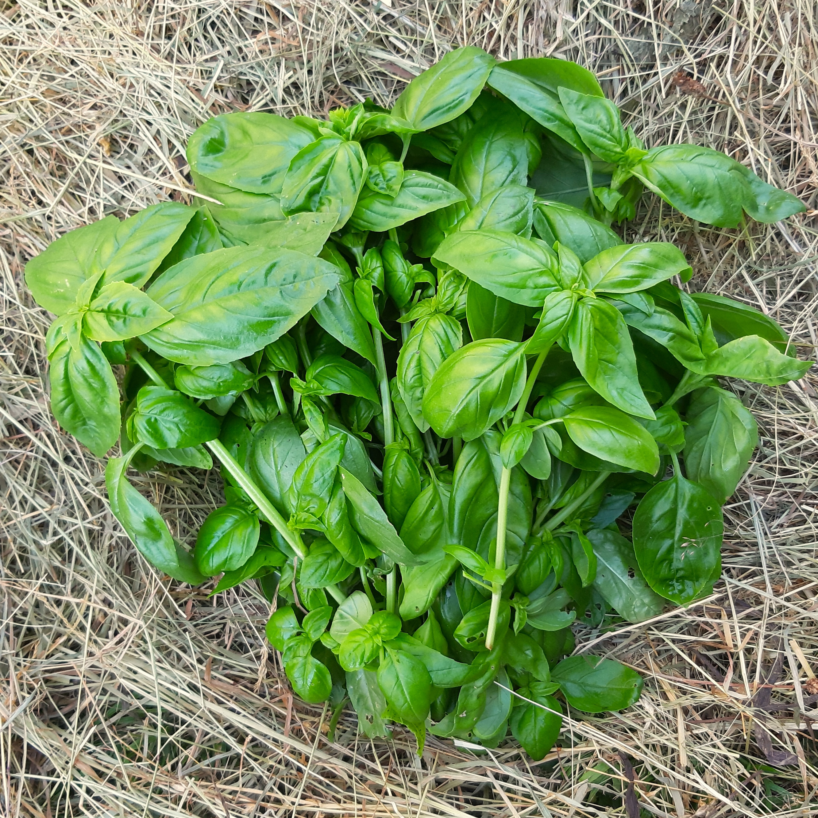 Basilic botte
