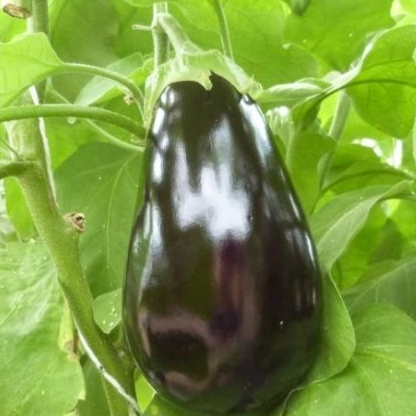 Aubergine greffée Black gem f1, en motte 10 cm ou en pot 1litre