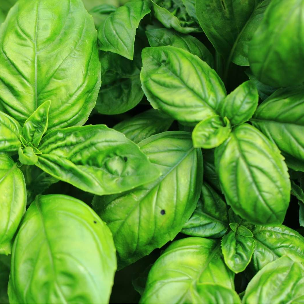 Basilic grand vert (bouquet)