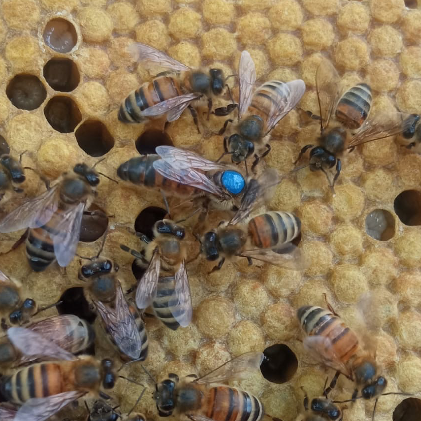 Reine Buckfast F1 sélectionnée Semaine 28