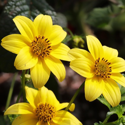 Bidens ferulifolia - godet 8 cm
