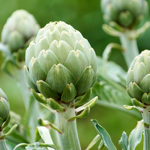 ARTICHAUT Impérial star Bio