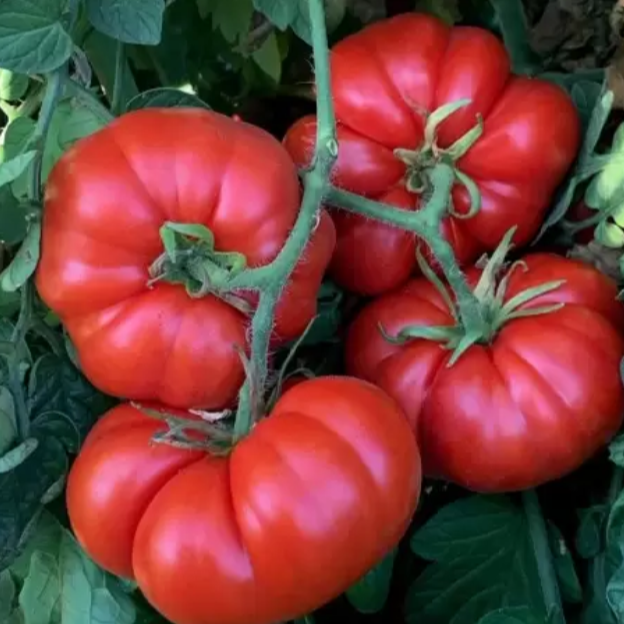 Plant de tomate Marmande