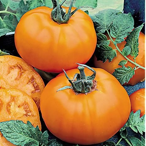 Tomate Caro rich en godet 8 cm