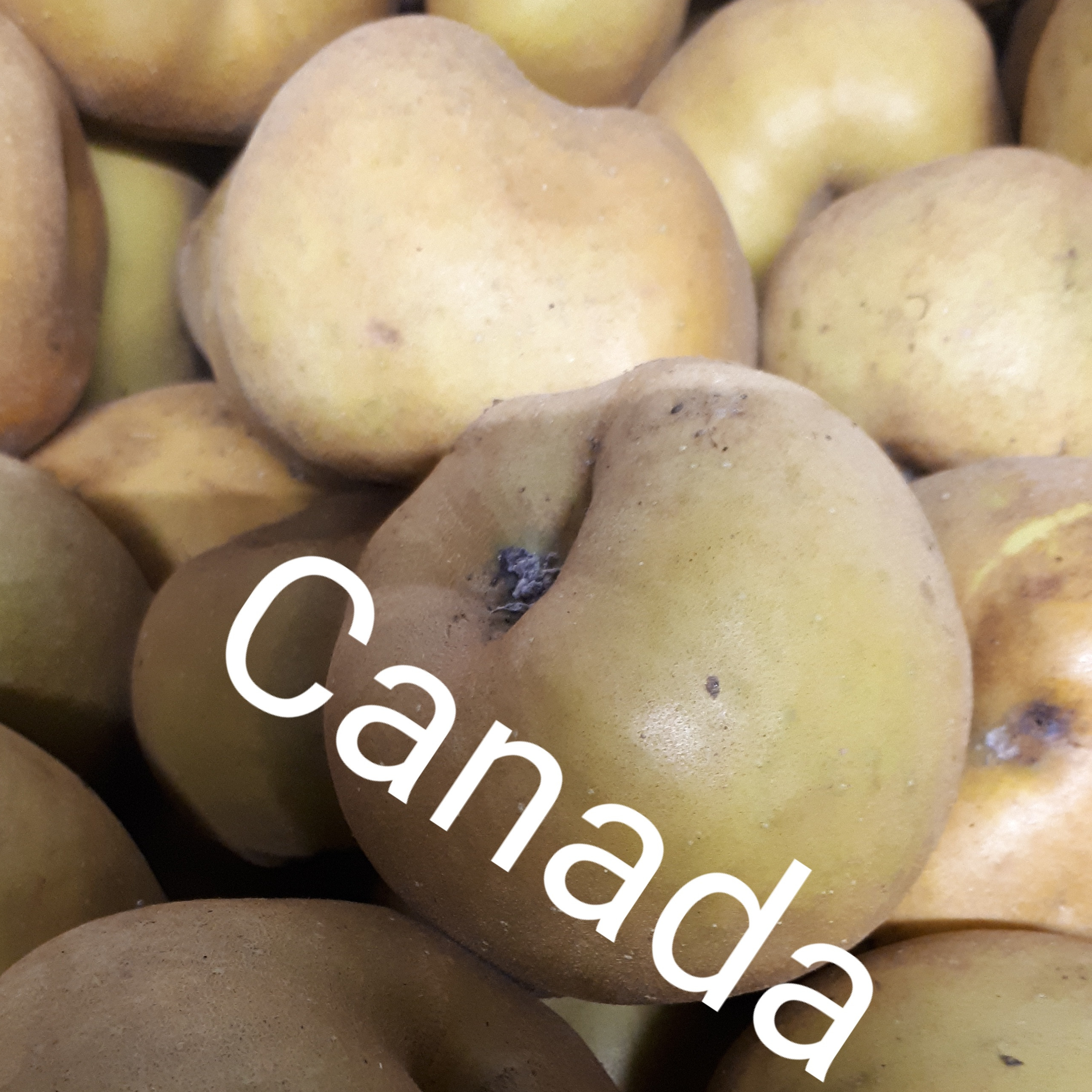 Pomme Canada bio et demeter 13kg