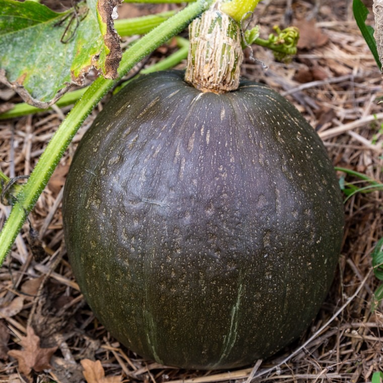Courge Kabocha au kg