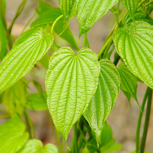 IGNAME SAUVAGE - YAM Bio