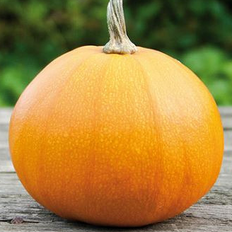 Courge Pomme d'or - godet 8 cm