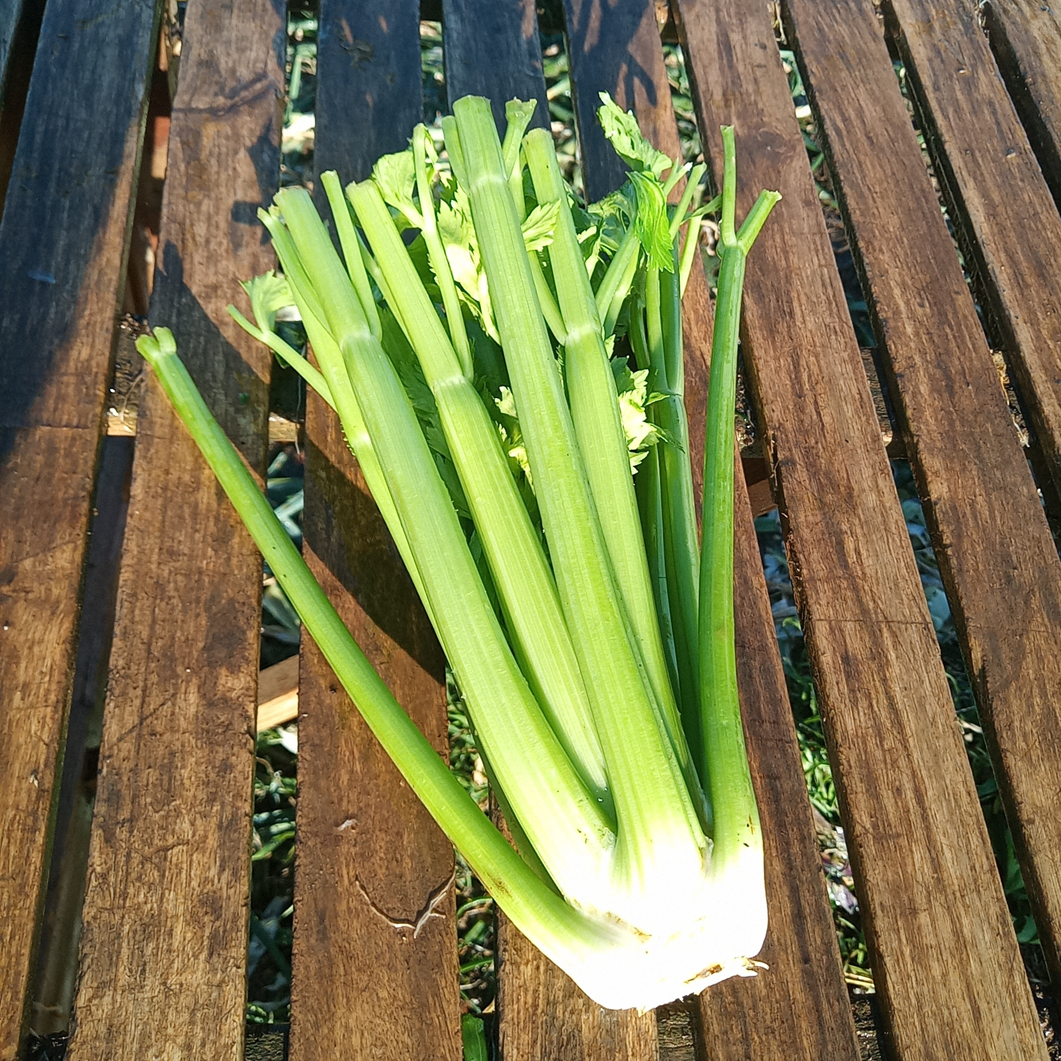 Céleri branche / le pied