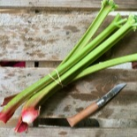 Rhubarbe botte - 500g