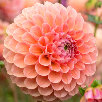 Dahlia Linda's baby