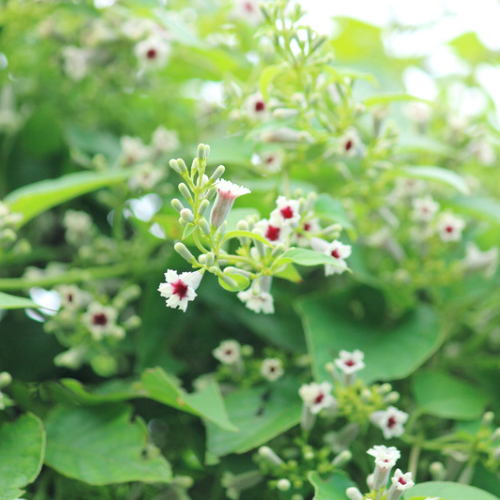 PAEDERIA SCANDENS - PLANTE CHOU Bio