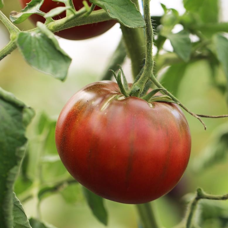 Tomate Noire de Crimée en godet 8 cm