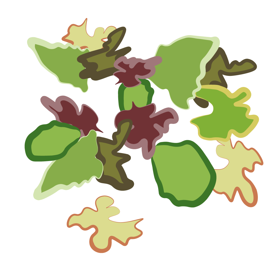 Salade Mesclun de chicorées et laitues