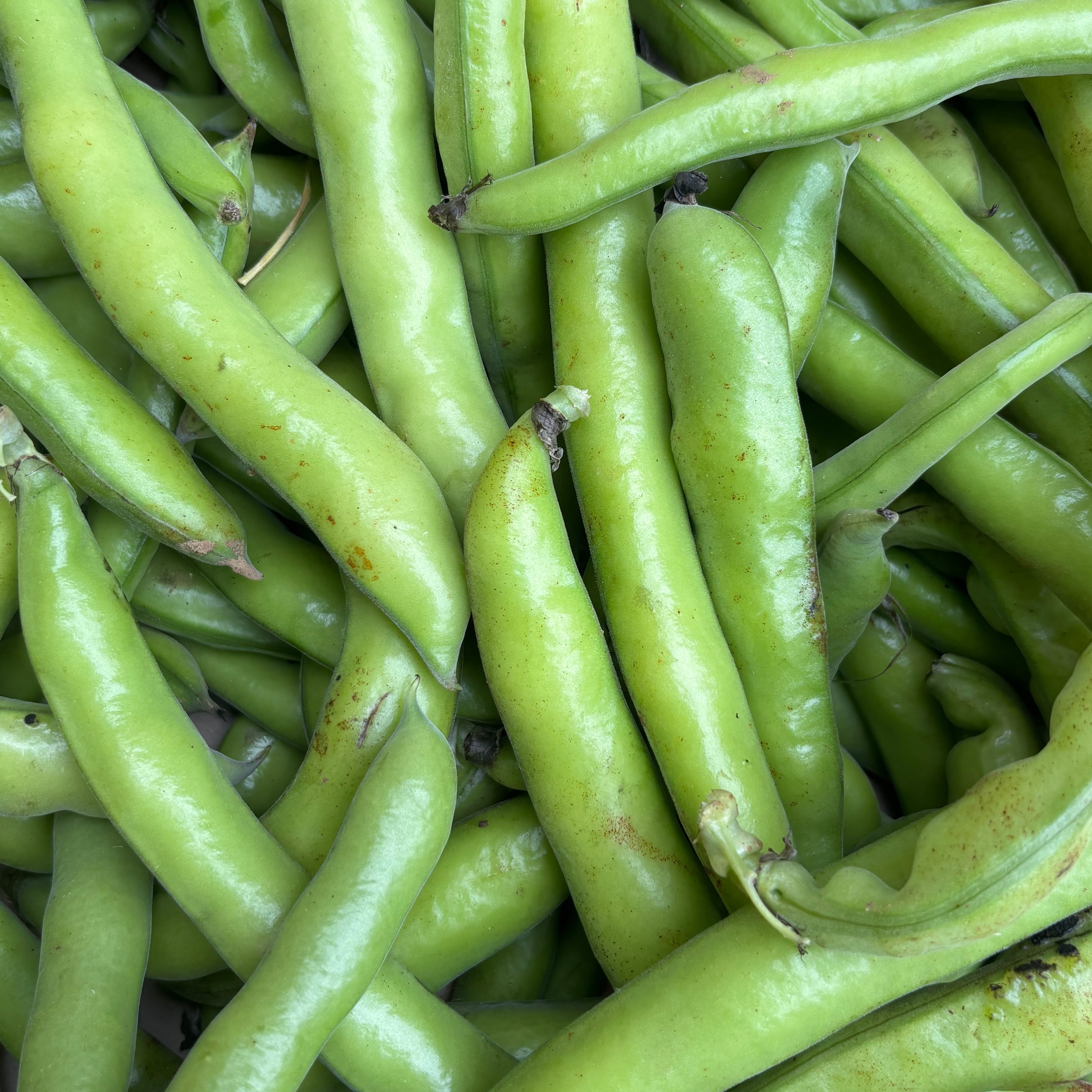Fève BIO