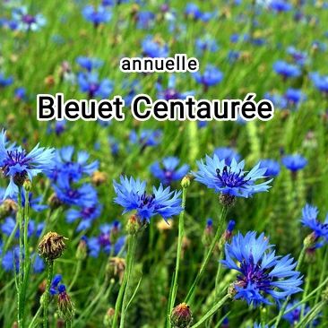 Plant Bleuet "centaurea cyanus" bio