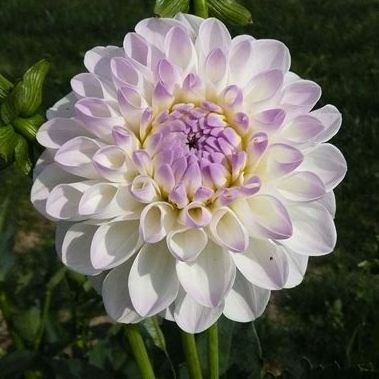 Dahlia Evelyne - 10g