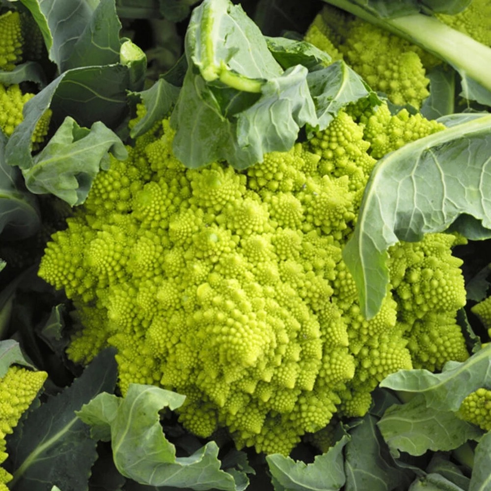 Chou romanesco bossaroma