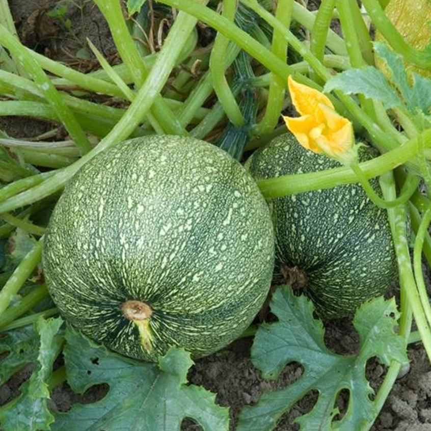 Courgette de Nice à fruits ronds en godet 8 cm